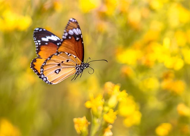 butterfly in field bg